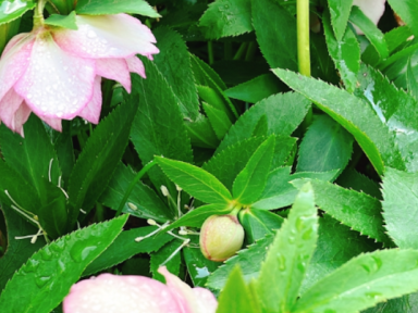 芽吹きの季節に